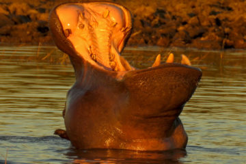 botswana safari deutschsprachige